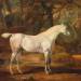 Grey Arabian stallion, the property of Sir Watkin Williams-Wynn